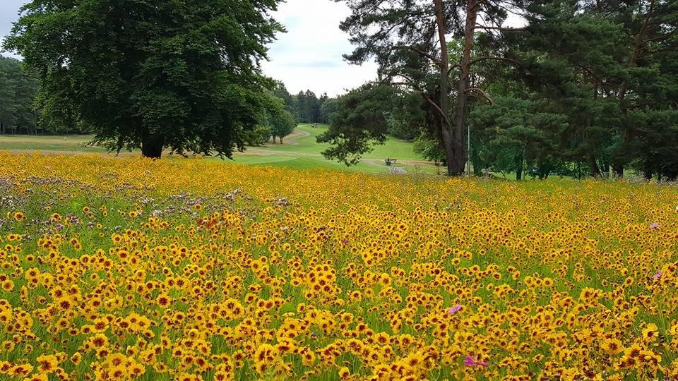 Wildflowers_Rheinblick_Golf_Course.jpg